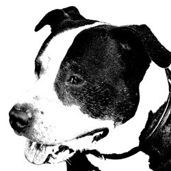 american-staffordshire-terrier-323032_1280